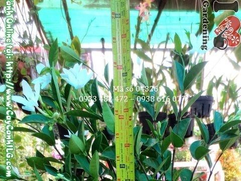 Cây Mai Chỉ Thiên – Ý Nghĩa, Cách Chăm Sóc & Mua Bán Sỉ Lẻ Giá Tốt Tại TP.HCM