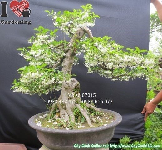 Cây Mai Chiếu Thủy – Ý Nghĩa, Cách Chăm Sóc & Mua Bán Sỉ Lẻ Giá Tốt Tại TP.HCM