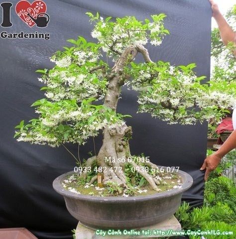 Cây Mai Chiếu Thủy – Ý Nghĩa, Cách Chăm Sóc & Mua Bán Sỉ Lẻ Giá Tốt Tại TP.HCM
