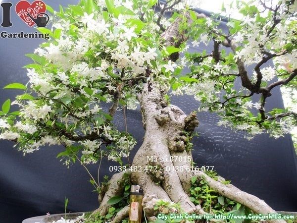 Cây Mai Chiếu Thủy – Ý Nghĩa, Cách Chăm Sóc & Mua Bán Sỉ Lẻ Giá Tốt Tại TP.HCM