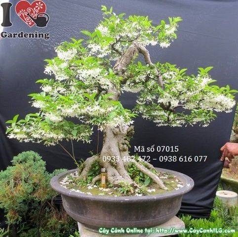 Cây Mai Chiếu Thủy – Ý Nghĩa, Cách Chăm Sóc & Mua Bán Sỉ Lẻ Giá Tốt Tại TP.HCM