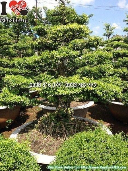 Cây Mai Chiếu Thủy – Ý Nghĩa, Cách Chăm Sóc & Mua Bán Sỉ Lẻ Giá Tốt Tại TP.HCM