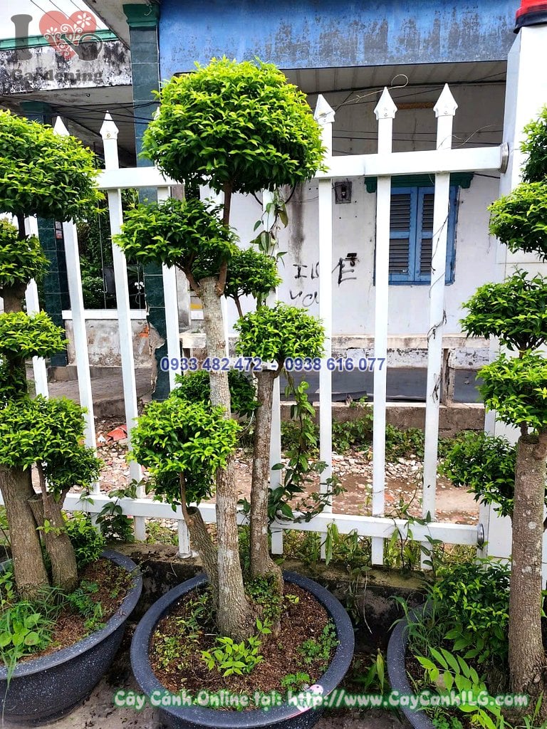 Cây Mai Chiếu Thủy Ghép Lồng Mứt Cao 1,2m dáng bonsai gốc cổ