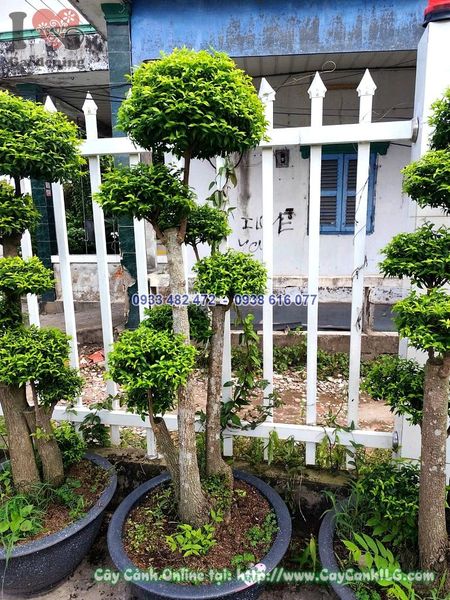 Cây Mai Chiếu Thủy Ghép Lồng Mứt Cao 1.2m
