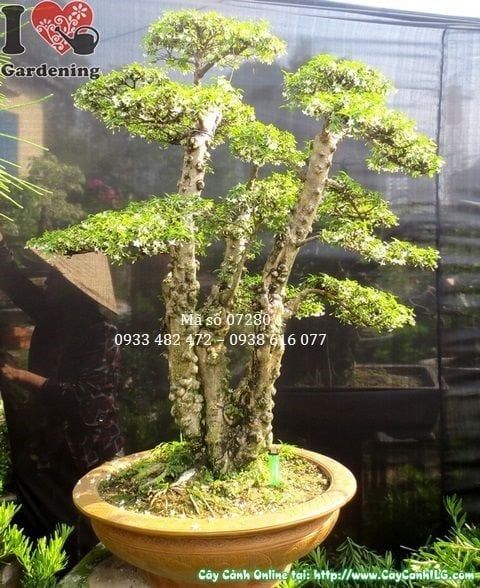 Cây Mai Chiếu Thủy Lá – Ý Nghĩa, Cách Chăm Sóc & Mua Bán Sỉ Lẻ Giá Tốt Tại TP.HCM