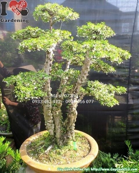 Cây Mai Chiếu Thủy Lá – Ý Nghĩa, Cách Chăm Sóc & Mua Bán Sỉ Lẻ Giá Tốt Tại TP.HCM