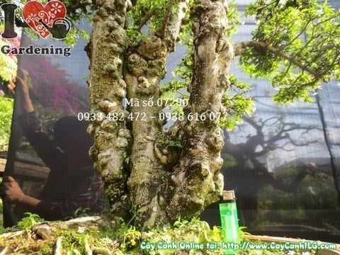 Cây Mai Chiếu Thủy Lá – Ý Nghĩa, Cách Chăm Sóc & Mua Bán Sỉ Lẻ Giá Tốt Tại TP.HCM