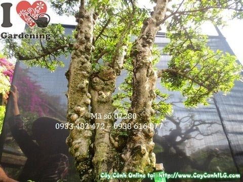 Cây Mai Chiếu Thủy Lá – Ý Nghĩa, Cách Chăm Sóc & Mua Bán Sỉ Lẻ Giá Tốt Tại TP.HCM