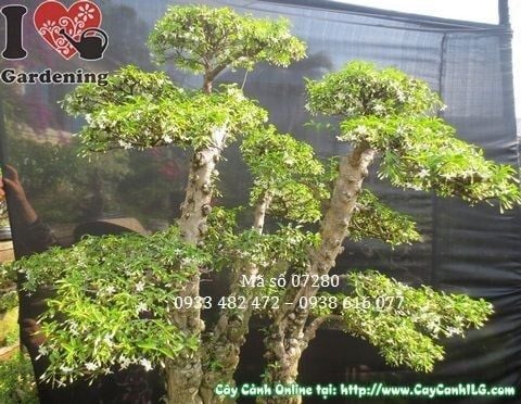 Cây Mai Chiếu Thủy Lá – Ý Nghĩa, Cách Chăm Sóc & Mua Bán Sỉ Lẻ Giá Tốt Tại TP.HCM