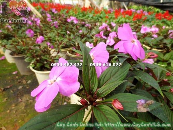 Cây Mai Dạ Thảo – Ý Nghĩa, Cách Chăm Sóc & Mua Bán Sỉ Lẻ Giá Tốt Tại TP.HCM