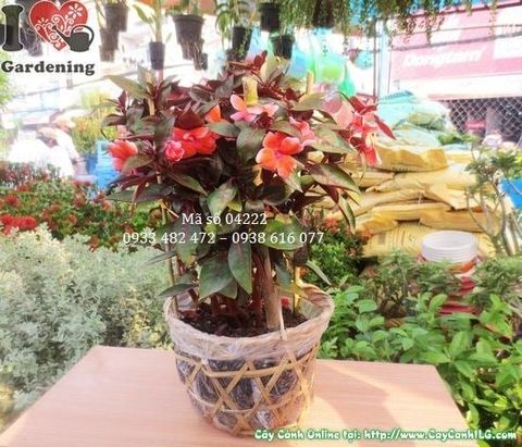 Cây Mai Địa Thảo – Ý Nghĩa, Cách Chăm Sóc & Mua Bán Sỉ Lẻ Giá Tốt Tại TP.HCM