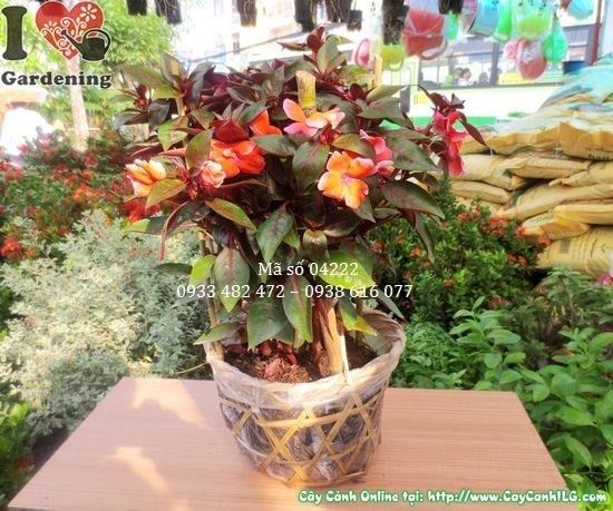 Cây Mai Địa Thảo – Ý Nghĩa, Cách Chăm Sóc & Mua Bán Sỉ Lẻ Giá Tốt Tại TP.HCM
