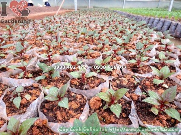 Cây Mai Địa Thảo – Ý Nghĩa, Cách Chăm Sóc & Mua Bán Sỉ Lẻ Giá Tốt Tại TP.HCM