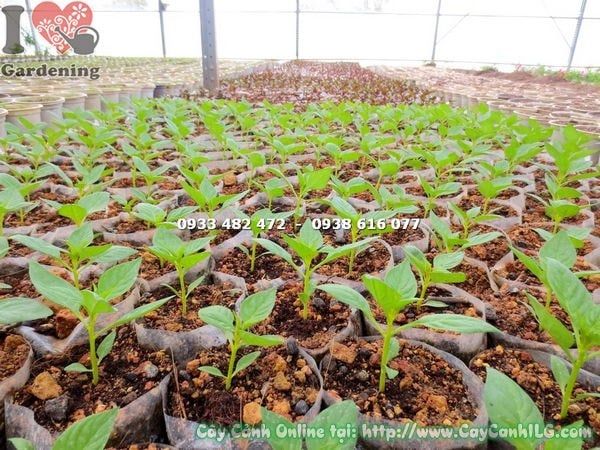 Cây Mai Địa Thảo – Ý Nghĩa, Cách Chăm Sóc & Mua Bán Sỉ Lẻ Giá Tốt Tại TP.HCM