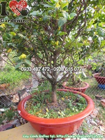 Cây Mai Đỏ – Ý Nghĩa, Cách Chăm Sóc & Mua Bán Sỉ Lẻ Giá Tốt Tại TP.HCM