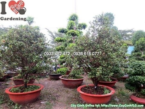 Cây Mai Đỏ – Ý Nghĩa, Cách Chăm Sóc & Mua Bán Sỉ Lẻ Giá Tốt Tại TP.HCM