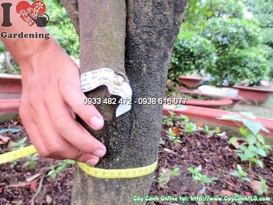 Cây Mai Đỏ – Ý Nghĩa, Cách Chăm Sóc & Mua Bán Sỉ Lẻ Giá Tốt Tại TP.HCM