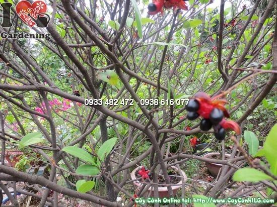 Cây Mai Đỏ – Ý Nghĩa, Cách Chăm Sóc & Mua Bán Sỉ Lẻ Giá Tốt Tại TP.HCM