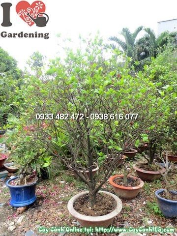 Cây Mai Đỏ – Ý Nghĩa, Cách Chăm Sóc & Mua Bán Sỉ Lẻ Giá Tốt Tại TP.HCM