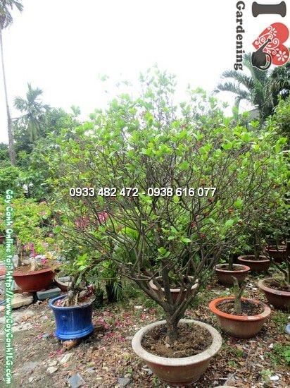 Cây Mai Đỏ – Ý Nghĩa, Cách Chăm Sóc & Mua Bán Sỉ Lẻ Giá Tốt Tại TP.HCM