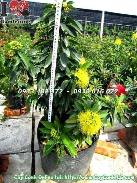 Cây Mai Thái Vàng – Ý Nghĩa, Cách Chăm Sóc & Mua Bán Sỉ Lẻ Giá Tốt Tại TP.HCM