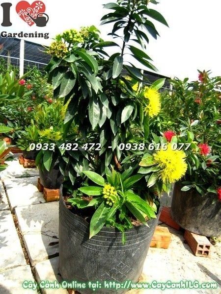 Cây Mai Thái Vàng – Ý Nghĩa, Cách Chăm Sóc & Mua Bán Sỉ Lẻ Giá Tốt Tại TP.HCM