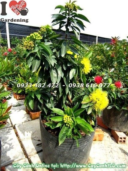 Cây Mai Thái Vàng – Ý Nghĩa, Cách Chăm Sóc & Mua Bán Sỉ Lẻ Giá Tốt Tại TP.HCM