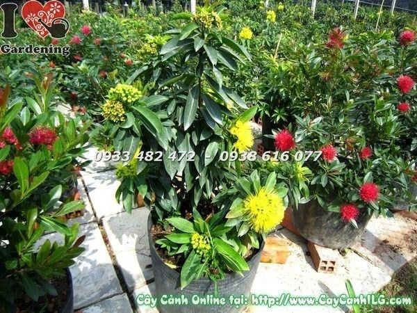 Cây Mai Thái Vàng – Ý Nghĩa, Cách Chăm Sóc & Mua Bán Sỉ Lẻ Giá Tốt Tại TP.HCM