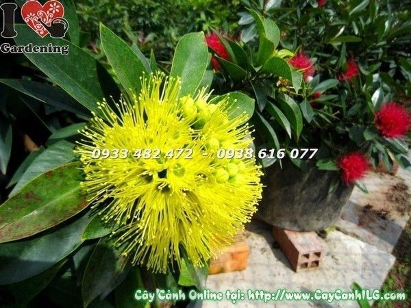Cây Mai Thái Vàng – Ý Nghĩa, Cách Chăm Sóc & Mua Bán Sỉ Lẻ Giá Tốt Tại TP.HCM