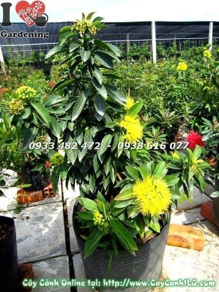 Cây Mai Thái Vàng – Ý Nghĩa, Cách Chăm Sóc & Mua Bán Sỉ Lẻ Giá Tốt Tại TP.HCM