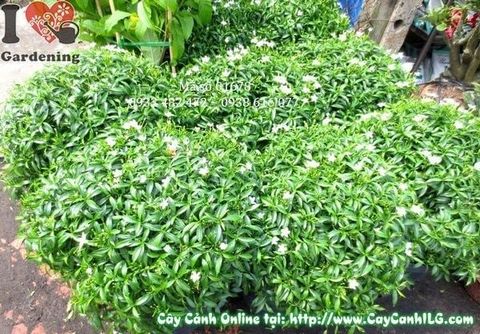 Cây Mai Tiểu Thư – Ý Nghĩa, Cách Chăm Sóc & Mua Bán Sỉ Lẻ Giá Tốt Tại TP.HCM