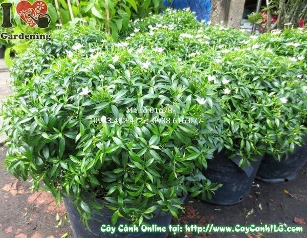 Cây Mai Tiểu Thư – Ý Nghĩa, Cách Chăm Sóc & Mua Bán Sỉ Lẻ Giá Tốt Tại TP.HCM