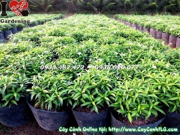 Cây Mai Tiểu Thư – Ý Nghĩa, Cách Chăm Sóc & Mua Bán Sỉ Lẻ Giá Tốt Tại TP.HCM