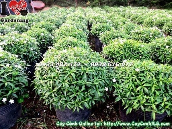 Cây Mai Tiểu Thư – Ý Nghĩa, Cách Chăm Sóc & Mua Bán Sỉ Lẻ Giá Tốt Tại TP.HCM
