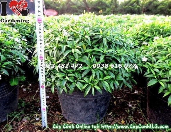 Cây Mai Tiểu Thư – Ý Nghĩa, Cách Chăm Sóc & Mua Bán Sỉ Lẻ Giá Tốt Tại TP.HCM