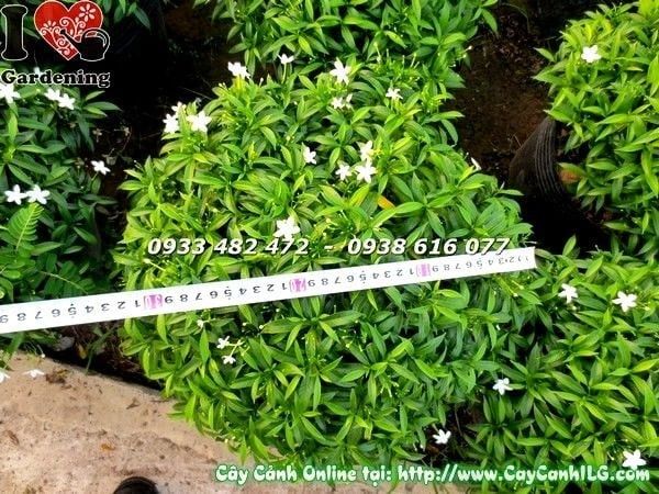 Cây Mai Tiểu Thư – Ý Nghĩa, Cách Chăm Sóc & Mua Bán Sỉ Lẻ Giá Tốt Tại TP.HCM