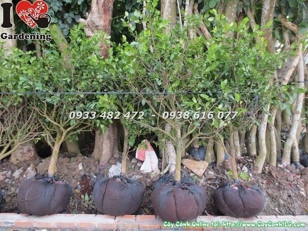 Cây Mai Tứ Quý – Ý Nghĩa, Cách Chăm Sóc & Mua Bán Sỉ Lẻ Giá Tốt Tại TP.HCM