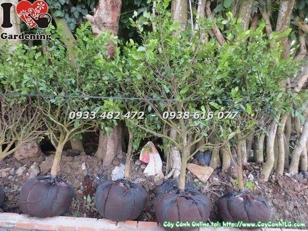 Cây Mai Tứ Quý – Ý Nghĩa, Cách Chăm Sóc & Mua Bán Sỉ Lẻ Giá Tốt Tại TP.HCM