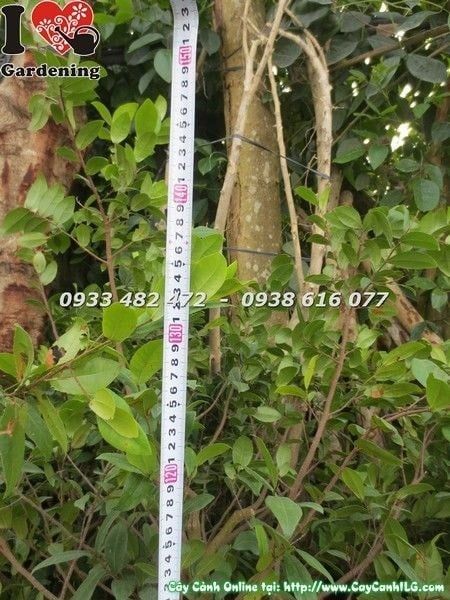 Cây Mai Tứ Quý – Ý Nghĩa, Cách Chăm Sóc & Mua Bán Sỉ Lẻ Giá Tốt Tại TP.HCM