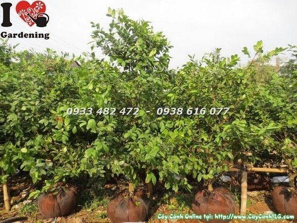 Cây Mai Tứ Quý – Ý Nghĩa, Cách Chăm Sóc & Mua Bán Sỉ Lẻ Giá Tốt Tại TP.HCM