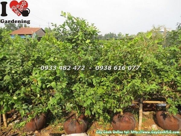 Cây Mai Tứ Quý – Ý Nghĩa, Cách Chăm Sóc & Mua Bán Sỉ Lẻ Giá Tốt Tại TP.HCM