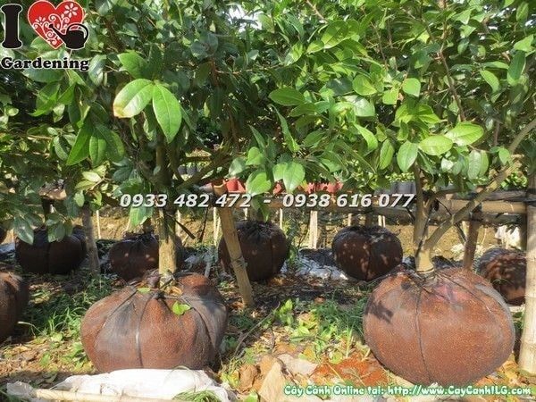Cây Mai Tứ Quý – Ý Nghĩa, Cách Chăm Sóc & Mua Bán Sỉ Lẻ Giá Tốt Tại TP.HCM
