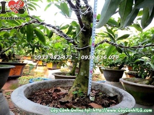 Cây Mai Vàng – Ý Nghĩa, Cách Chăm Sóc & Mua Bán Sỉ Lẻ Giá Tốt Tại TP.HCM