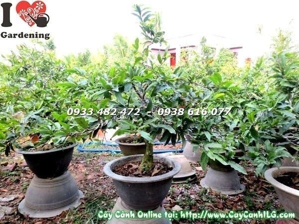 Cây Mai Vàng – Ý Nghĩa, Cách Chăm Sóc & Mua Bán Sỉ Lẻ Giá Tốt Tại TP.HCM