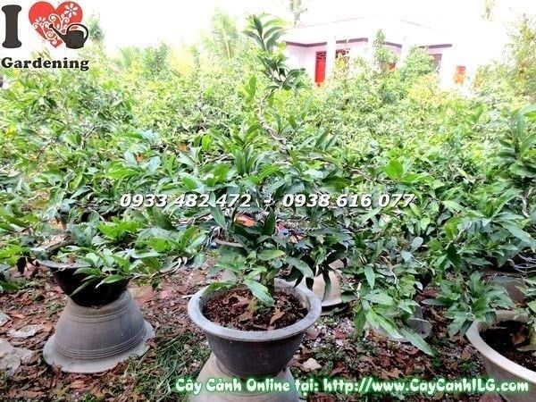 Cây Mai Vàng – Ý Nghĩa, Cách Chăm Sóc & Mua Bán Sỉ Lẻ Giá Tốt Tại TP.HCM