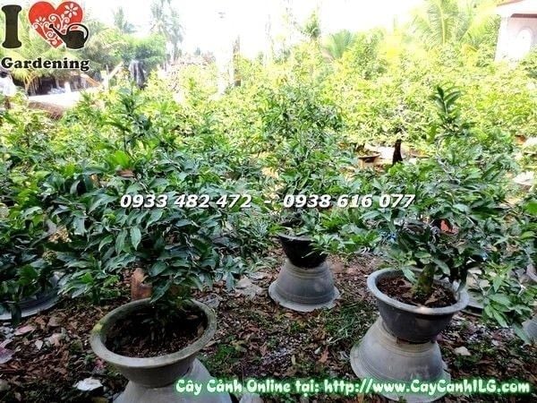 Cây Mai Vàng – Ý Nghĩa, Cách Chăm Sóc & Mua Bán Sỉ Lẻ Giá Tốt Tại TP.HCM