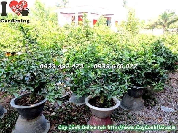 Cây Mai Vàng – Ý Nghĩa, Cách Chăm Sóc & Mua Bán Sỉ Lẻ Giá Tốt Tại TP.HCM
