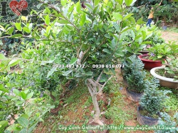 Cây Mai Xanh – Ý Nghĩa, Cách Chăm Sóc & Mua Bán Sỉ Lẻ Giá Tốt Tại TP.HCM