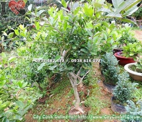 Cây Mai Xanh – Ý Nghĩa, Cách Chăm Sóc & Mua Bán Sỉ Lẻ Giá Tốt Tại TP.HCM