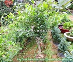 Cây Mai Xanh – Ý Nghĩa, Cách Chăm Sóc & Mua Bán Sỉ Lẻ Giá Tốt Tại TP.HCM